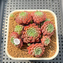 Echeveria 'Pink Okro' 2" Succulent Plant Cutting