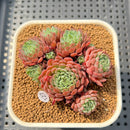 Echeveria 'Pink Okro' 2" Succulent Plant Cutting