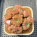 Echeveria 'Pink Okro' 2" Succulent Plant Cutting