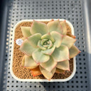 Echeveria 'Chimera' Variegated 2" Succulent Plant Cutting