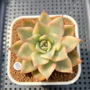 Echeveria 'Chimera' Variegated 2" Succulent Plant Cutting
