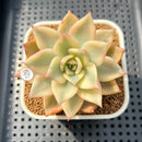 Echeveria 'Chimera' Variegated 2" Succulent Plant Cutting