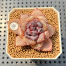Echeveria 'Chocolate Mousse' 1"-2" Succulent Plant Cutting