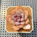 Echeveria 'Chocolate Mousse' 1"-2" Succulent Plant Cutting