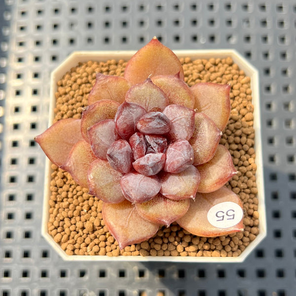 flat of succulents Aeonium Dinner Plate - Aeonium Tabuliforme Flat Succulent Plant