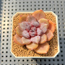 Echeveria 'Chocolate Mousse' 1"-2" Succulent Plant Cutting