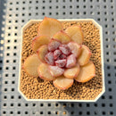 Echeveria 'Chocolate Mousse' 1"-2" Succulent Plant Cutting
