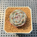 Echeveria 'Herace' 1" Succulent Plant Cutting