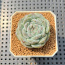 Echeveria 'Herace' 1" Succulent Plant Cutting