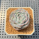 Echeveria 'Herace' 1" Succulent Plant Cutting