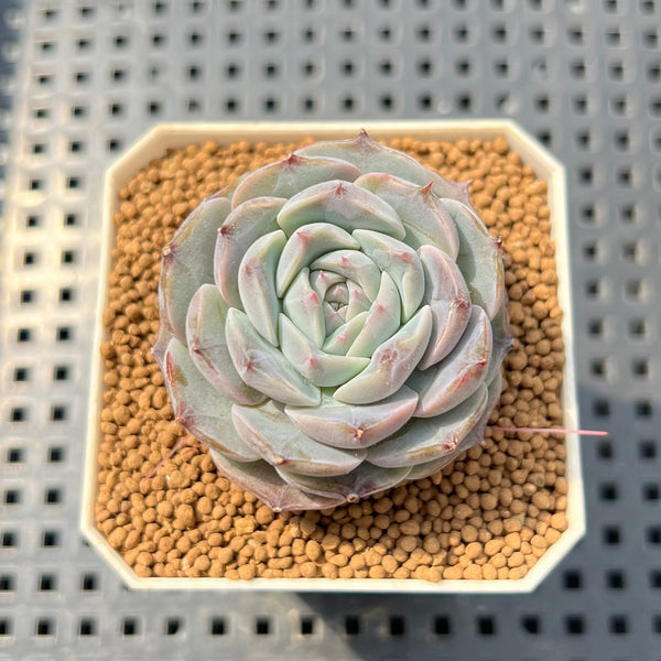All Plants  True Succulents Plant Co.