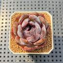 Echeveria 'Odette' 2" Succulent Plant Cutting