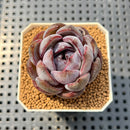 Echeveria 'Odette' 2" Succulent Plant Cutting