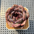 Echeveria 'Dark Chocolate' 2" Succulent Plant Cutting
