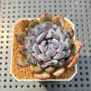Echeveria 'Gemstone' 2" Succulent Plant Cutting