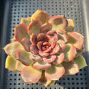 Echeveria 'Mirine' 2"-3" Succulent Plant