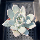 Echeveria 'Ivory' 3" Succulent Plant