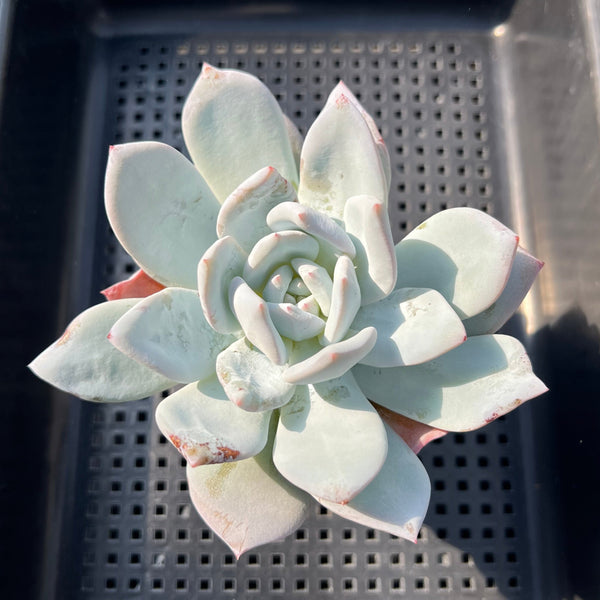 stained glass succulent pattern Stained Glass Succulent 4.5