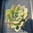 Echeveria 'White Champaign' 3" Succulent Plant