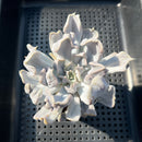 Echeveria 'Thriller Pearl' 4" Succulent Plant