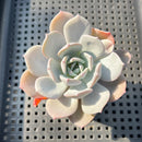 Echeveria 'Icy Purple' 2" Succulent Plant
