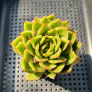 Echeveria 'Floriditi' Lightly Variegated 2" Succulent Plant