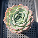 Echeveria 'Orange Monroe' x 'Helena' 3"  Succulent Plant