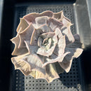 Echeveria Lilacina Marble Variegated 4"-5" Succulent Plant