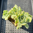 Echeveria Agavoides 'Ice Age' Variegated 2"-3" Succulent Plant