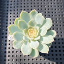 Echeveria sp. (Jelly Type) 1"-2" Succulent Plant