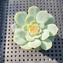 Echeveria sp. (Jelly Type) 1"-2" Succulent Plant