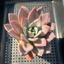 Echeveria 'Purple Champaign' 3" Succulent Plant