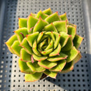 Echeveria 'Floriditi' Lightly Variegated 2" Succulent Plant