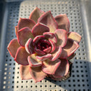 Echeveria 'Homage' 3" Succulent Plant