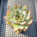 Echeveria 'Diamond Dragon' 2"-3" (Red Dragon Variant) Succulent Plant