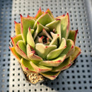 Echeveria 'Jade Star' 2"-3" Succulent Plant