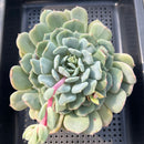Echeveria 'Juliana Pink' 5"-6" Large Succulent Plant