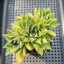 Echeveria Purposorum x Longissima Carunculated 3" Succulent Plant