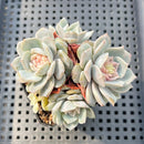 Echeveria 'Blossoming' Jelly Type 2"-3" Succulent Plant