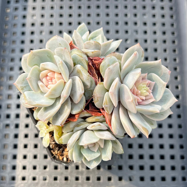 True Succulents Plant Co.