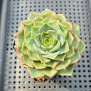 Echeveria 'Kakao Tips' 2" Succulent Plant
