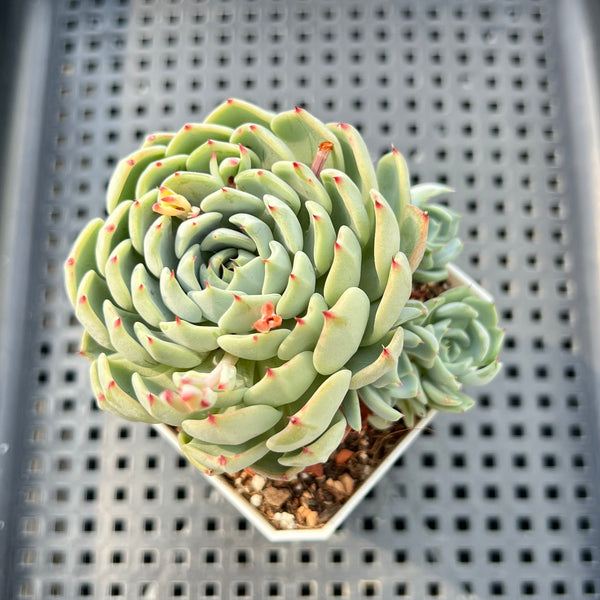 average price of snake plant Snake Plant 'Laurentii' main image 1