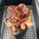 Echeveria 'Primadonna' Variegated 3"-4" Cluster (100% Grown In House) Succulent Plant