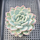 Echeveria 'Prada' 2"-3" Succulent Plant