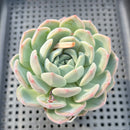 Echeveria Hybrid sp. 2"-3" Succulent Plant