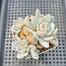 Echeveria 'Lotus' 2” Succulent Plant