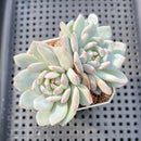 Echeveria 'Lotus' 2” Succulent Plant