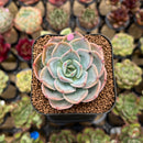 Echeveria 'Twinkle' 2" Succulent Plant Cutting