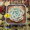Echeveria 'Heart Emotion' 2" Succulent Plant Cutting