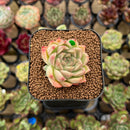 Echeveria 'Cream Smoothie' 1"-2" Air Magic Hybrid Succulent Plant Cutting
